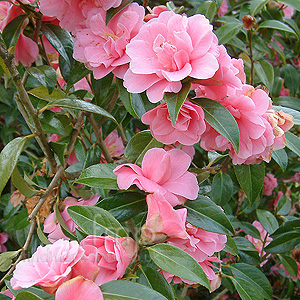 Camellia - 'Leonard Messel'
