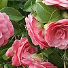 Camellia japonica - Mrs Tingley - Chinese Rose