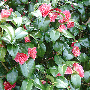 Camellia japonica - Rubescens Major'