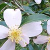 Camellia sasangua - Setsugekka - Chinese Rose