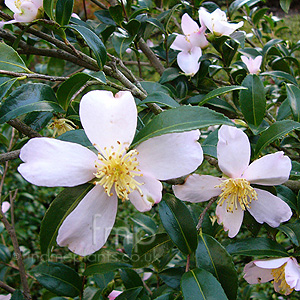 Camellia sasangua - 'Setsugekka' (Chinese Rose)