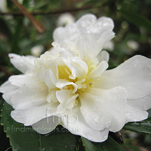 Camellia - 'Snow Flurry'