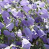 Campanula - cochlearifolia - Campanula, Bellflower