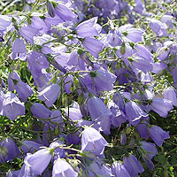 Campanula - cochlearifolia (Campanula, Bellflower)