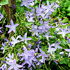 Campanula poscharskyana - Blue Waterfall - Campanula, Bellflower