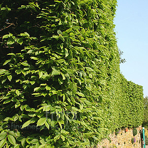 Carpinus betulus (Hornbeam, Carpinus)