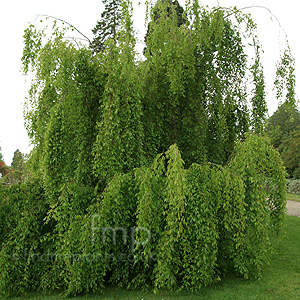 Carpinus turczaninowii (Hornbeam, Carpinus)