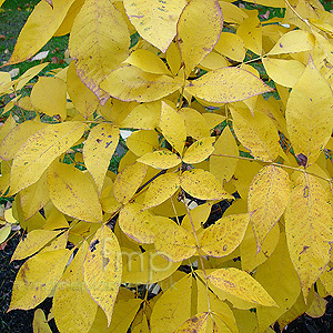 Carya glabra (Pignut Hickory)