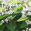 Catalpa bignonioides - Indian Bean Tree