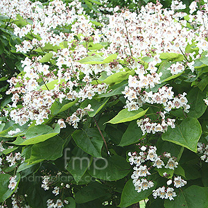 Catalpa bignonioides (Indian Bean Tree)