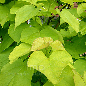 Catalpa bignonioides - 'Aurea' (Indian Bean Tree)