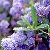 Ceanothus thyrsiflorus - Repens - Californian Lilac