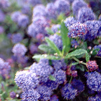 Ceanothus thyrsiflorus - 'Repens' (Californian Lilac)