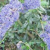 Ceanothus impressus - Italian Skies - Californian Lilac