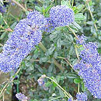 Ceanothus impressus - 'Italian Skies' (Californian Lilac)