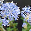 Ceanothus - Puget Blue - Californian Lilac, Ceanothus