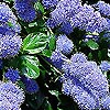 Ceanothus - Yankee Point - Californian Lilac, Ceanothus