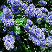 Ceanothus - 'Yankee Point' (Californian Lilac, Ceanothus)