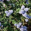 Ceanothus - Blue Mound - Californian Lilac, Ceanothus