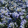 Ceanothus Darkstar - Californian Lilac