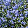 Ceanothus - Tilden Park - Californian Lilac, Ceanothus