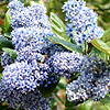 Ceanothus arboreus - Trewithen Blue - Californian Lilac