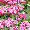 Centranthus ruber - Valerian, Centranthus