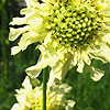 Cephalaria gigantea - Giant Scabious