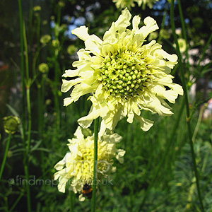 Cephalaria gigantea (Giant Scabious)