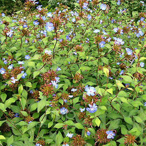 Ceratostigma willmottianum - 'Forest Blue' (Plumbago, Ceratostigma)