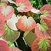 Cercidiphyllum japonicum - Katsura Tree