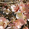 Chaenomeles speciosa - Tokyo Nishiki - Japanese Quince