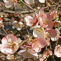 Chaenomeles speciosa - 'Tokyo Nishiki' (Japanese Quince)