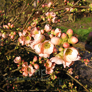 Chaenomeles X superba - 'Coral Sea'