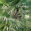 Chamaerops humilis - arbrorescens - Dwarf fan palm, Chamaerops
