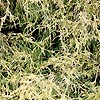 Chamaecyparis pisifera - Filifera Aurea