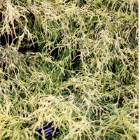 Chamaecyparis pisifera - 'Filifera Aurea'