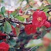 Chaenomeles X superba - Knap Hill Scarlet - Japanese Quince