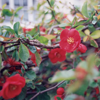 Chaenomeles X superba - 'Knap Hill Scarlet' (Japanese Quince)