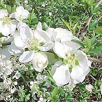 Chaenomeles speciosa - 'Jet Trail' (Japanese Quince)