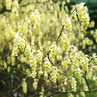 Chimonanthus praecox (Winter Sweet, Chimonanthus)