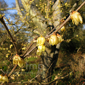 Chimonanthus praecox - 'Luteus' (Winter Sweet, Chimonanthus)