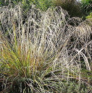 Chionochloa conspicua