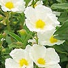 Cistus laurifolius - Rock Rose