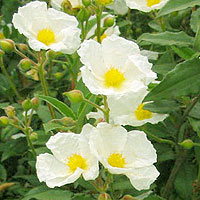 Cistus laurifolius (Rock Rose)