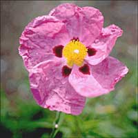 Cistus purpureus