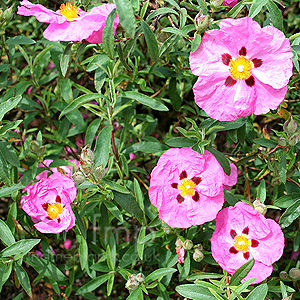 Cistus purpureus - Betty Taudevin (Rock Rose)