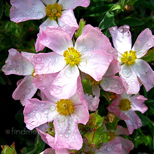 Cistus - 'Greyswood Pink'