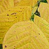 Cladrastis kentukea - Yellow Wood