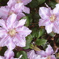 Clematis - 'Sealand Gem'